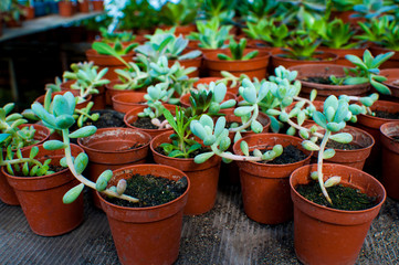 beautiful green plants and flowers are grown in a greenhouse for planting on flower beds, the gardener pours them from a pink watering can,