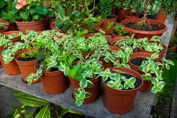 beautiful green plants and flowers are grown in a greenhouse for planting on flower beds, the gardener pours them from a pink watering can,