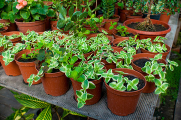Fototapeta na wymiar beautiful green plants and flowers are grown in a greenhouse for planting on flower beds, the gardener pours them from a pink watering can,