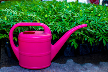 beautiful green plants and flowers are grown in a greenhouse for planting on flower beds, the gardener pours them from a pink watering can,