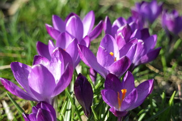 Picture of wild spring flowers.