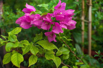 Fototapeta premium beautiful green plants and flowers are grown in a greenhouse for planting on flower beds, the gardener pours them from a pink watering can,