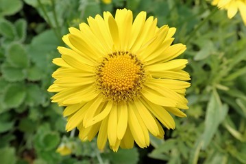 Close-up of yellow Marguerite Daisy Argyranthemum
