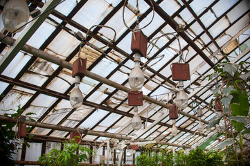 lamps in the greenhouse for lighting colors, flowers vyunki in the greenhouse, light through glass