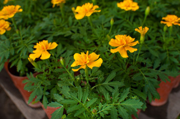 beautiful green plants and flowers are grown in a greenhouse for planting on flower beds, the gardener pours them from a pink watering can,