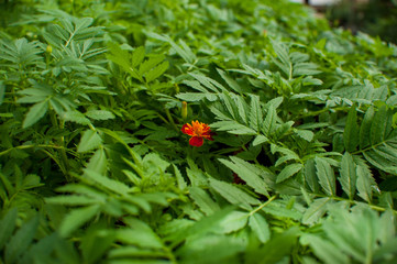 beautiful green plants and flowers are grown in a greenhouse for planting on flower beds, the gardener pours them from a pink watering can,