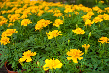 beautiful green plants and flowers are grown in a greenhouse for planting on flower beds, the gardener pours them from a pink watering can,