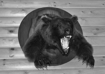 Black and white photo-a fierce bear with a horrible open mouth in the form of a Scarecrow on a log wall