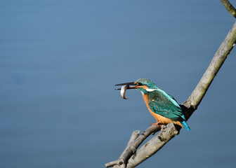 魚を咥えたカワセミ