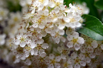 Kleine weiße Blüten an einem Strauch