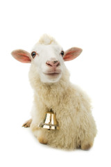 Fototapeta premium sheep with bell