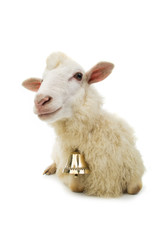 sheep with bell