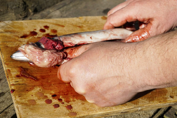 Hands gutting and cleaning mackerel fish with fingers closeup