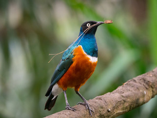 Oiseau