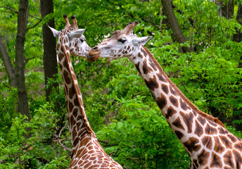 Pair of giraffes kissing in the bush.