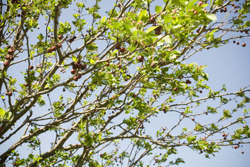 Spring Tree branches