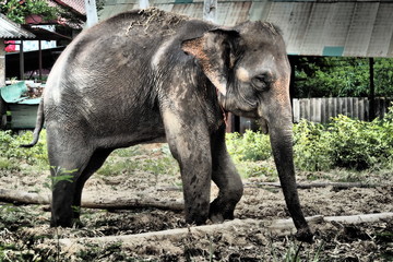 elephant in Thailand