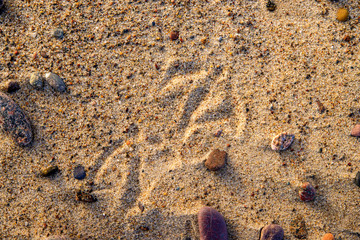 bird tracks in sand