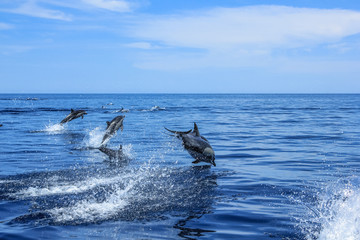 Fototapeta premium Skaczące delfiny w Meksyku. Isla Espiritu Santo niedaleko La Paz w Baja California.