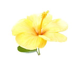 Bright large flower of yellow hibiscus isolated on white background