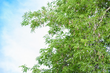 Tamarind tree Tamarind pod on blue sky background