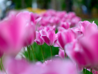 purple color tulips