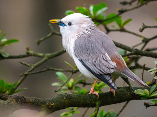 Fototapeta premium Oiseau
