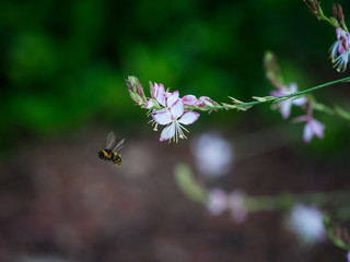 Bumble Bee