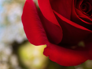 Red rose