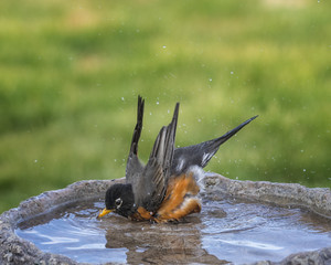 Robin taking a bath