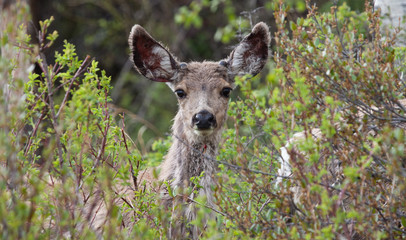 Naklejka na ściany i meble Mule deer portrait with huge ears looking at camera
