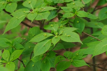Fototapeta na wymiar Helwingia japonica (Hanaikada) 