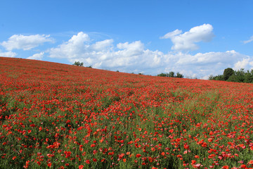 champ de coquelicots en france