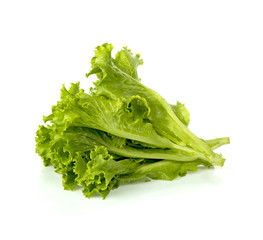 Green oak lettuce on white background.