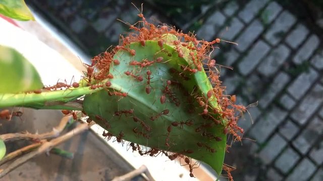 Red ants building nest