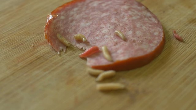 Crawling maggots over meat on kitchen table.