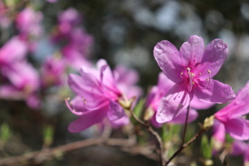 Fototapeta premium 山ツツジ