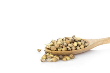 Coriander seeds with wooden spoon isolated on white background