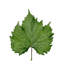 Grape leaves isolated on white background