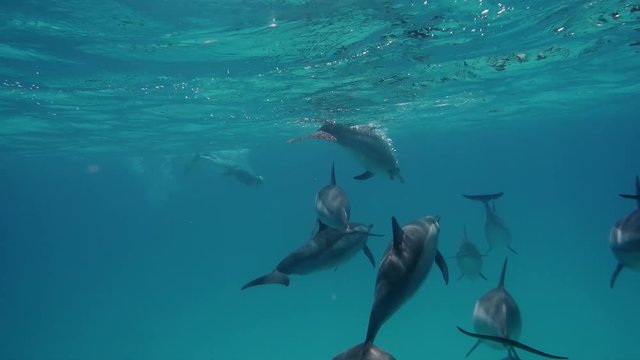 Freediver woman ln touch with dolphins in the sea