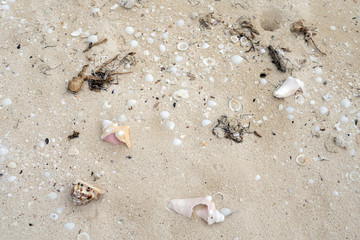 Background, white beach sand, seashells.