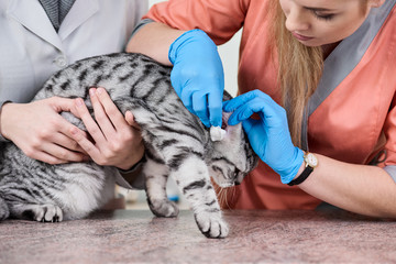 Veterinarian with assistant examining cat and dripping ear's drops