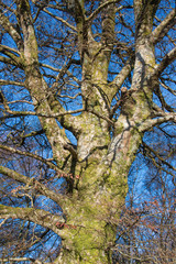 Big tree in winter without its leaves
