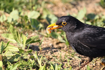 common blackbird with a worm, detail of bird with a prey in the beak.

