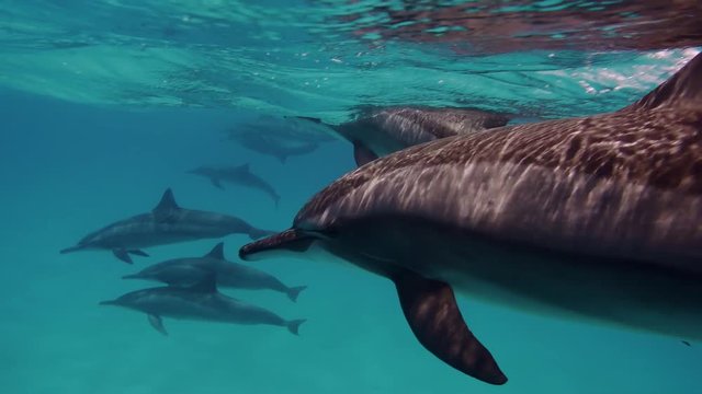 Cute dolphins portraits