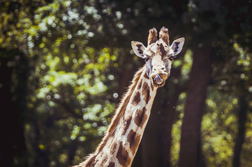 Girafe