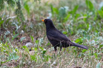 Fototapeta premium Blackbird, Turdus merula