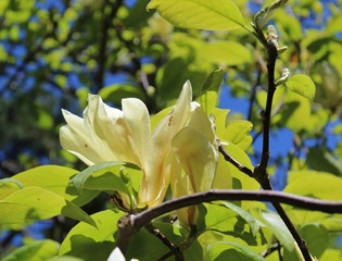 White magnolia flowers and fresh green leaves in the spring sunshine   © octobersun