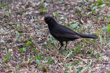 Blackbird, Turdus merula