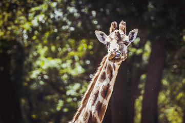 Portrait de girafe